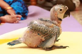 parrot chicks | macaw parrot | cockatoo parrot | grey parrot