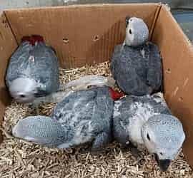 parrot chicks | macaw parrot | cockatoo parrot | grey parrot 2