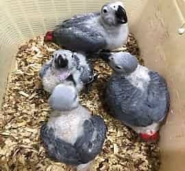 parrot chicks | macaw parrot | cockatoo parrot | grey parrot 4