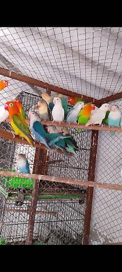 All LoveBird Mutations