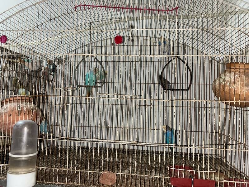 total 16 birds breeder 9