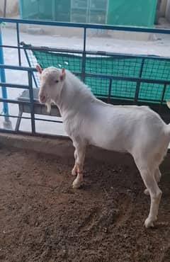 full gulabi teddy (bakri breeder) heavyweight tedda bakra