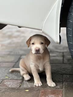 Labrador puppy for sale