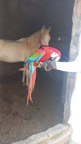 Macaw blue nd gold triton cokatoo and double yellow headed amazon 8