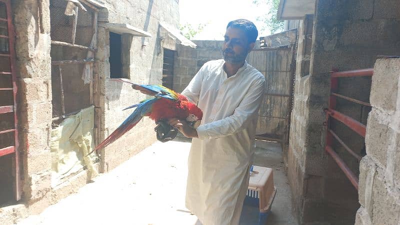 Macaw blue nd gold triton cokatoo and double yellow headed amazon 11