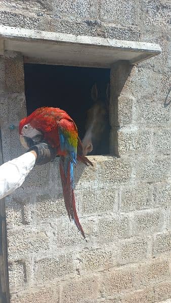 Macaw blue nd gold triton cokatoo and double yellow headed amazon 12