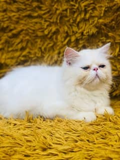 Persian peki kittens for sale