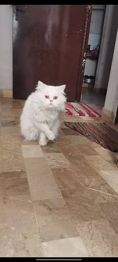 Persian Male Cat 0