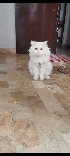 Persian Male Cat 1