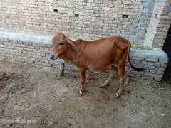 Sahiwal nasl ky 3 nasli bachry  1 qurbani ky liay