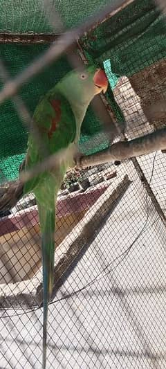 Lovely Raw Parrot for Sale '.
                                title=