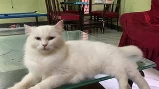 Persian long hairs blue eyes Female cat