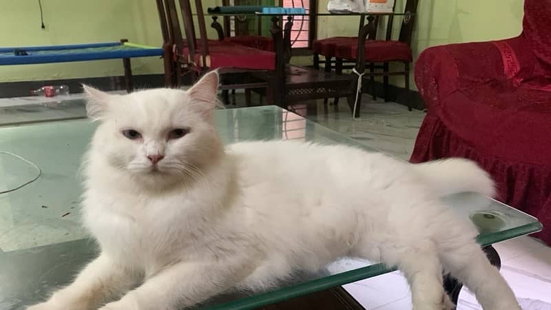 Persian long hairs blue eyes Female cat 0