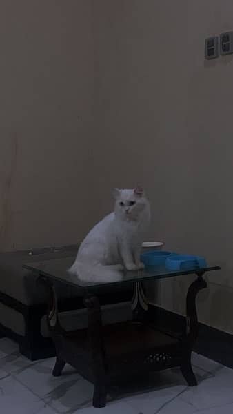 Persian long hairs blue eyes Female cat 1