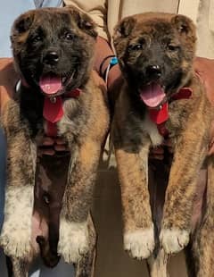 kurdish Kangal dogs pair heavy bone for sale