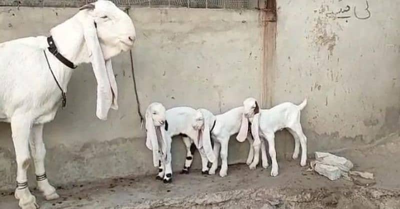 Gulabi Bakri Our 3 Bacchon Ka Sath For Sale (Call Number :03282741027) 1