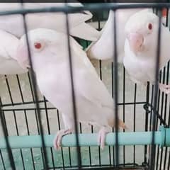 albino red eyes breeder piece