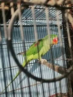 Raw parrot jambo size 0