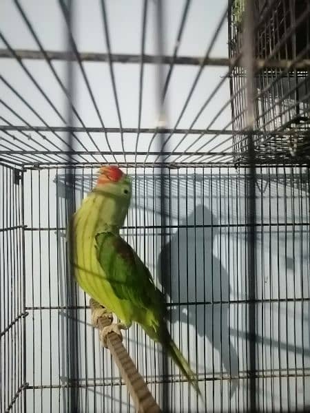 Raw parrot jambo size 1