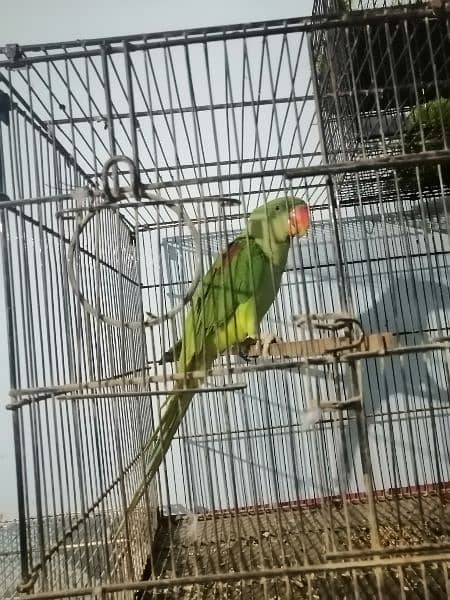 Raw parrot jambo size 3