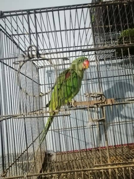 Raw parrot jambo size 4