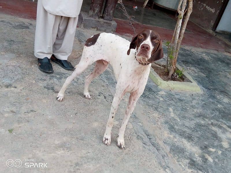 pointer dog gun trained 4