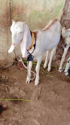 Female Gulabi 7-Month 0