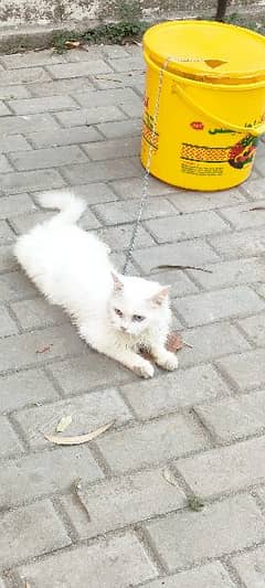 Persian Cat 0