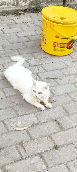 Persian Cat 0