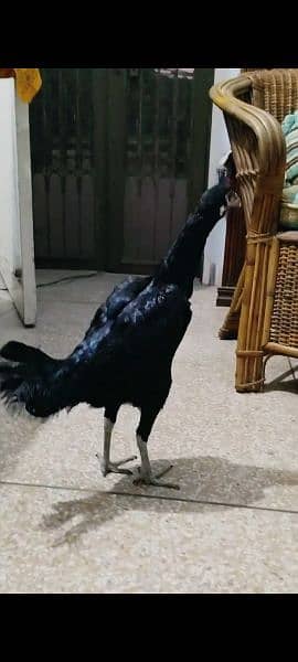 Pure Thai madi/murgi kurak peh ha hen 1