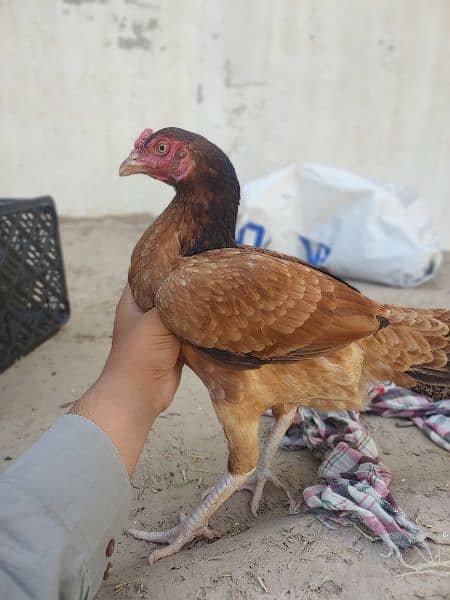 Best quality aseel females for sale 1