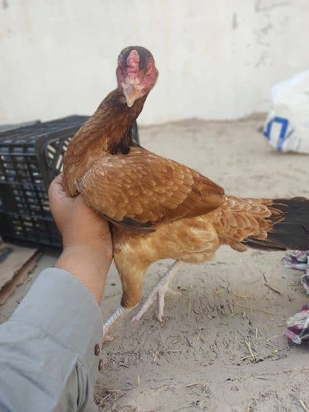 Best quality aseel females for sale 2