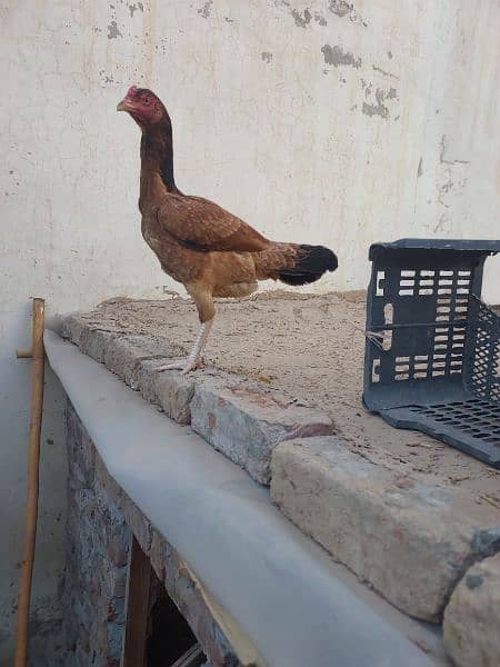 Best quality aseel females for sale 3