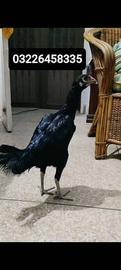 Pure Thai madi/murgi kurak peh ha hen