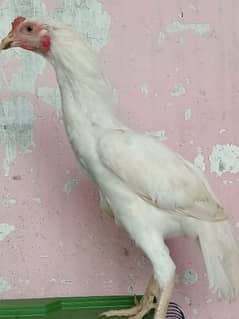 heera male for sale