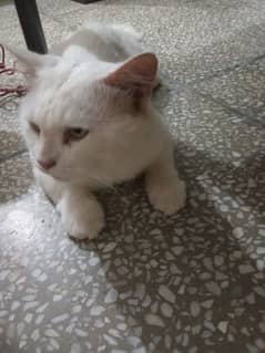 white Persian male for sale