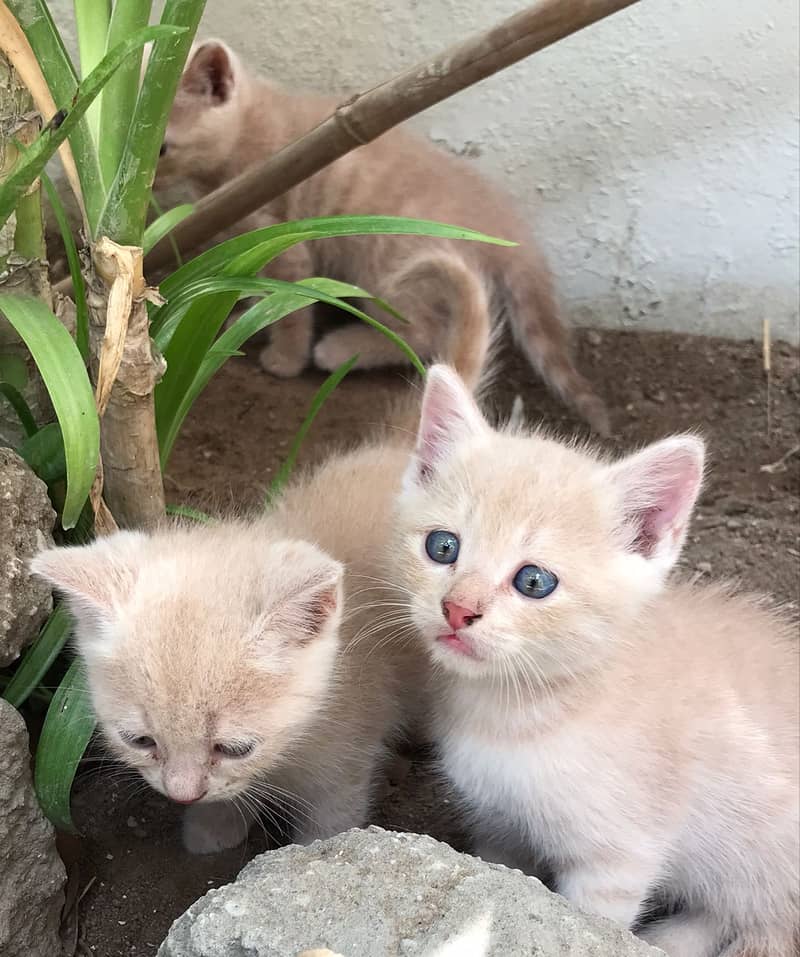 Pure Persian mother with Semi Persian kittens. 4