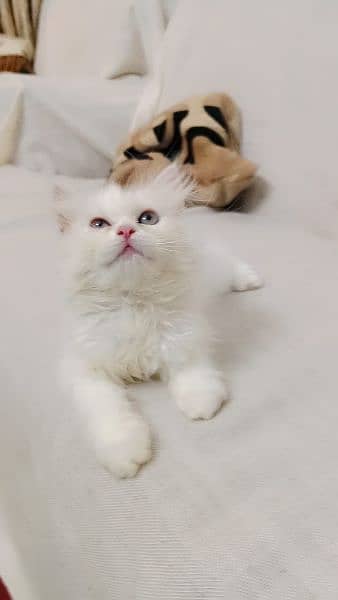 Persian cat my WhatsApp number 0326/74/83/089 0