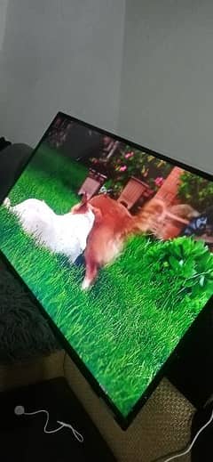 ledtv 0