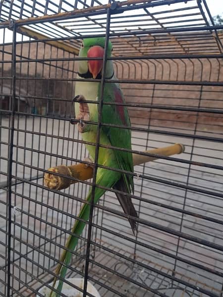 raw parrot 0