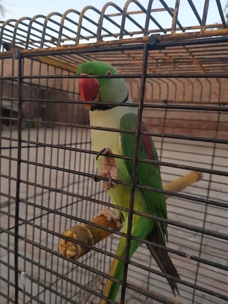 raw parrot 1