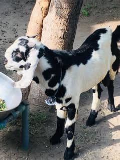 bakra for meat and breeding purpose