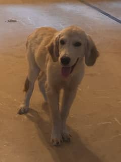 Golden Retriever Male Pup