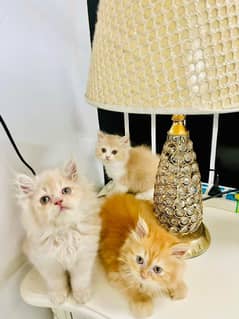 Persian Cats My WhatsApp number 0326/77/20/525 0