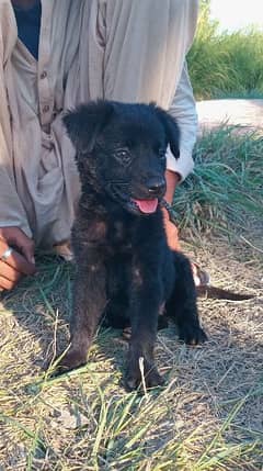 black German Shepherd female puppy 2 month available for sale