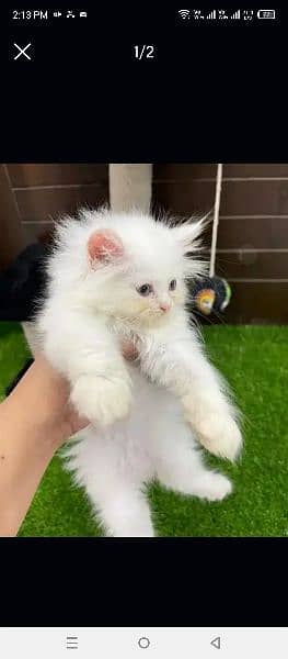 Persian cat 2 month My WhatsApp number 0326/77/20/525 1