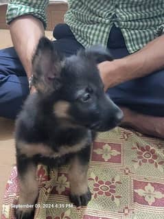 German shepherd puppie female activ only this num contact 0307.7088953