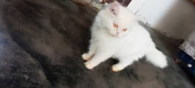 female cat for sale