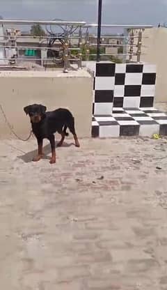 Rottweiler