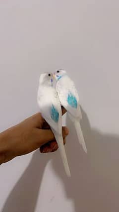 Fully hand tamed budgies 0